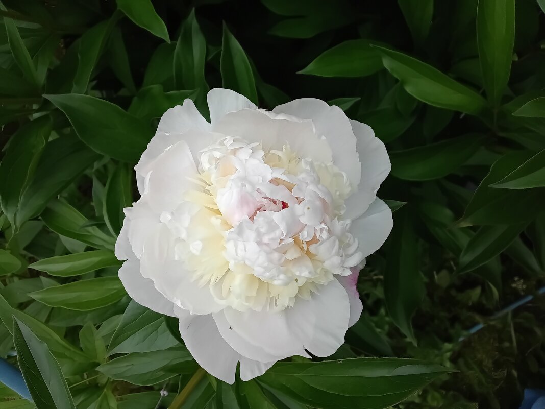 Красавец... - Галина Ильясова