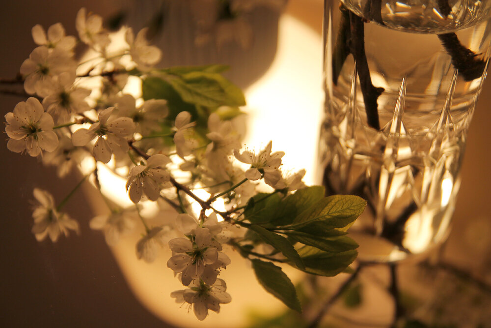 Вишня - Victoria Вишня - Victoria