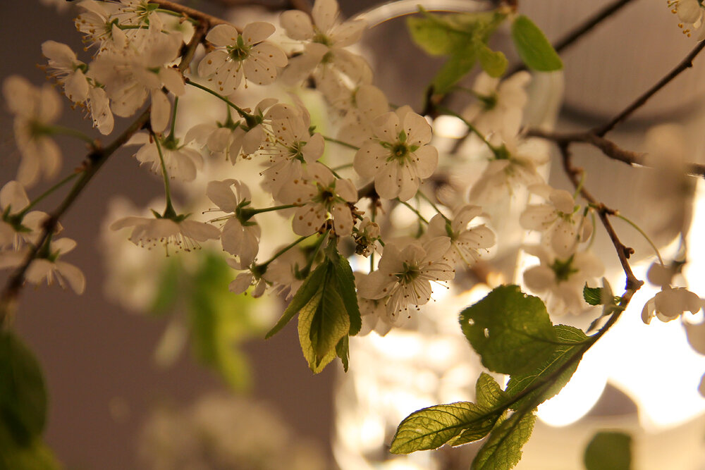 Вишня - Victoria 