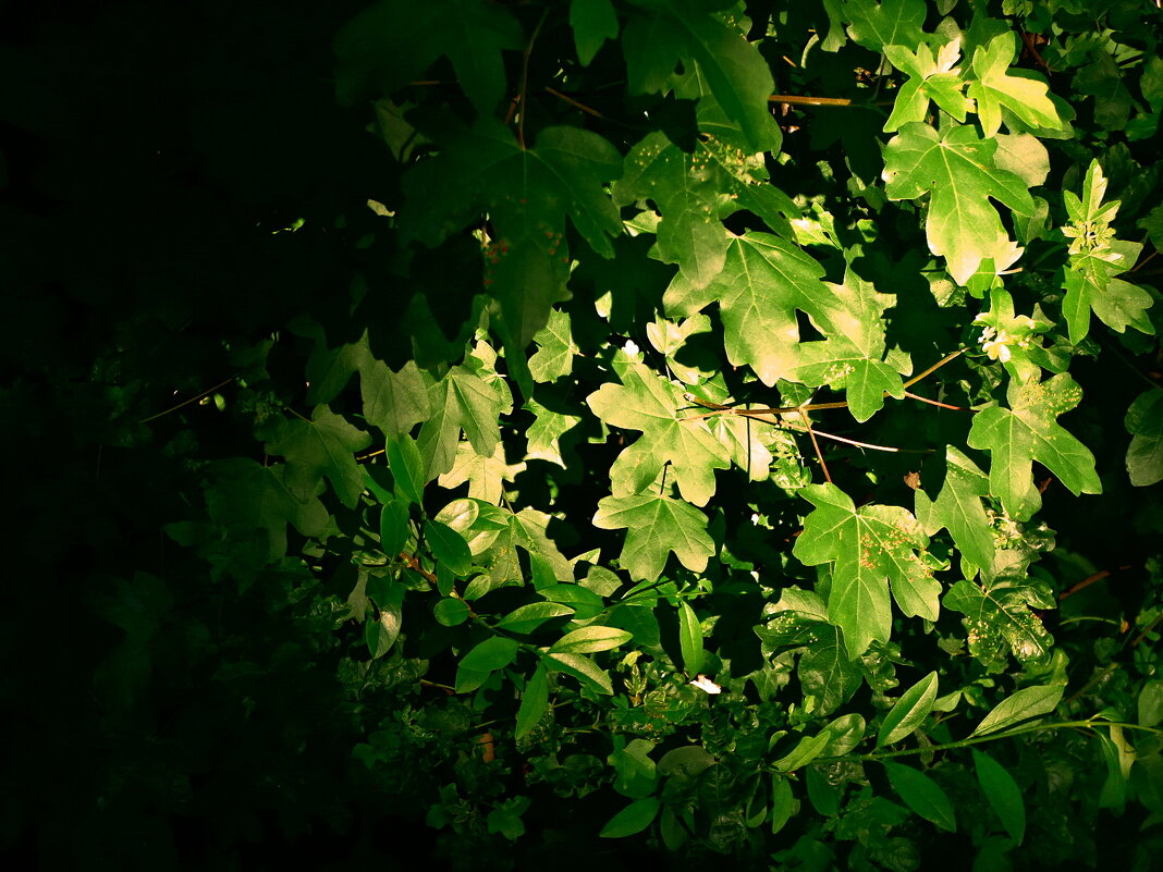 Летние этюды 32 - Алексей Кузнецов