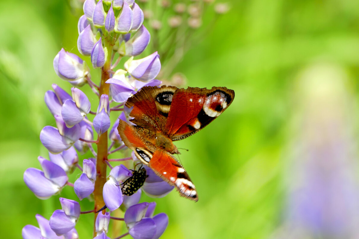опять про бабочек 36 - Александр Прокудин