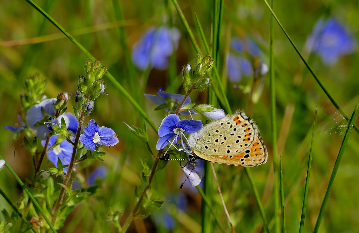 опять про бабочек 39 - Александр Прокудин