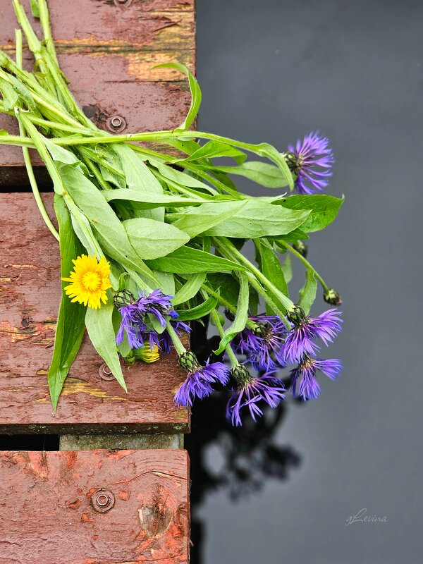 Окунуться в Лето. - Галина Левина