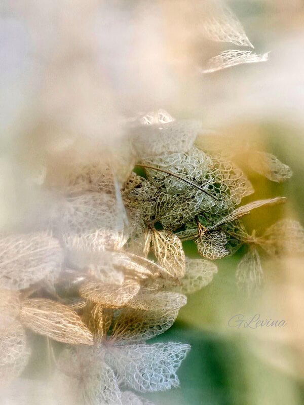 Рассвет. - Галина Левина