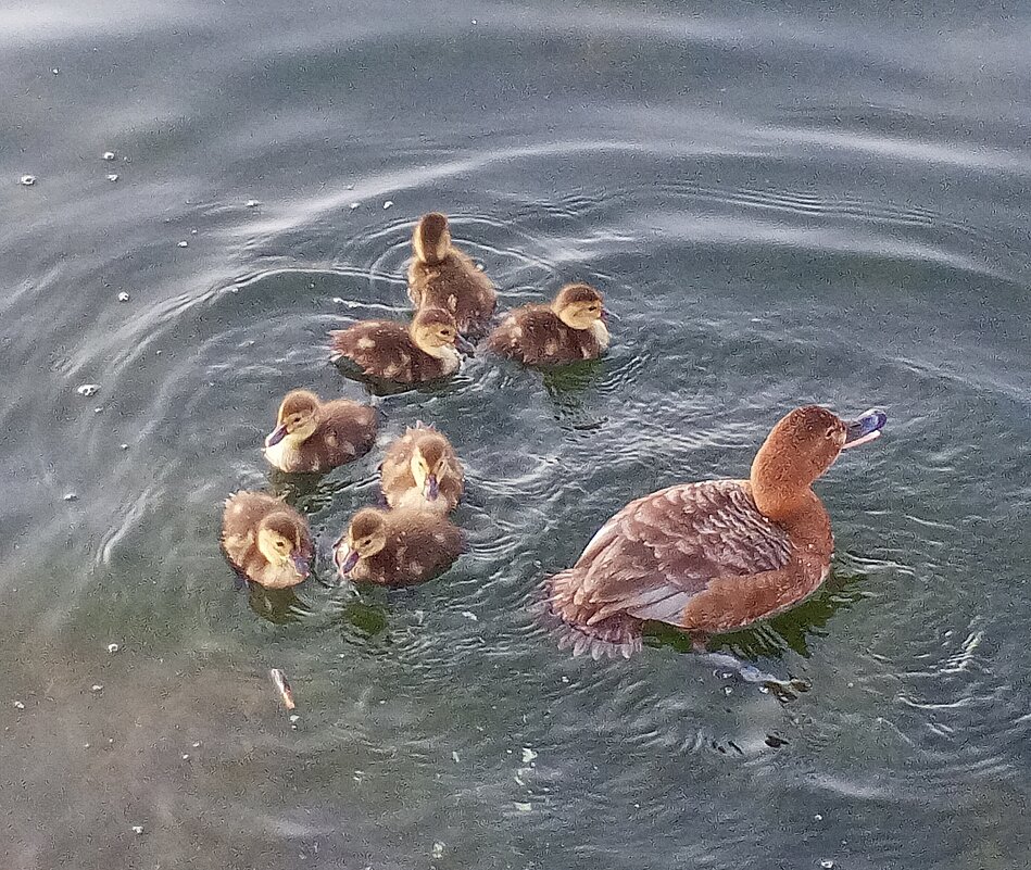 Красноголовый нырок - Сапсан 
