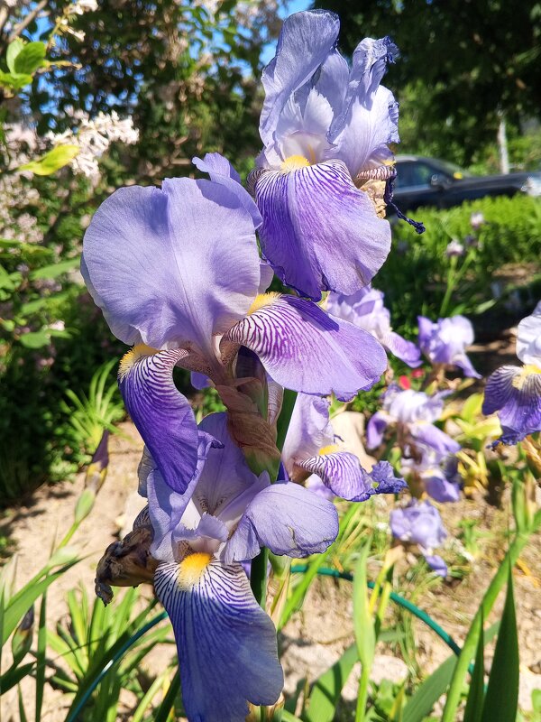 Ирис - Сапсан 