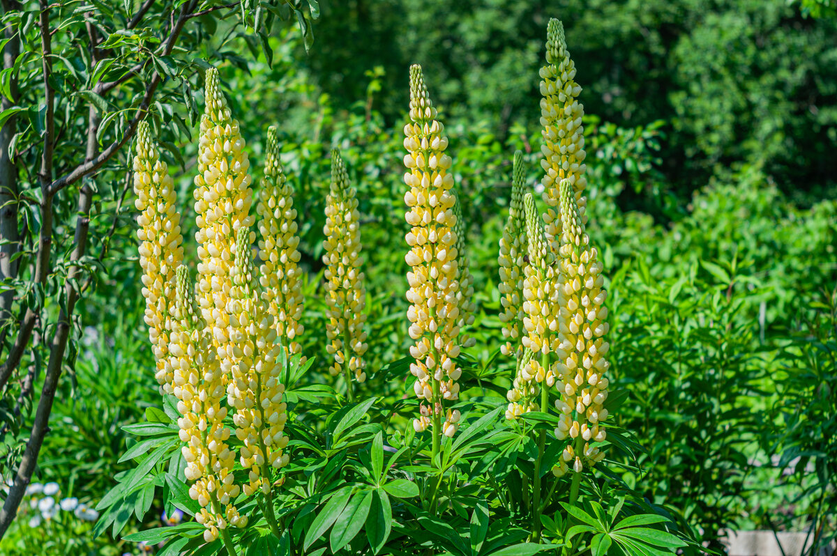 Дачная красота - Александр Филатов