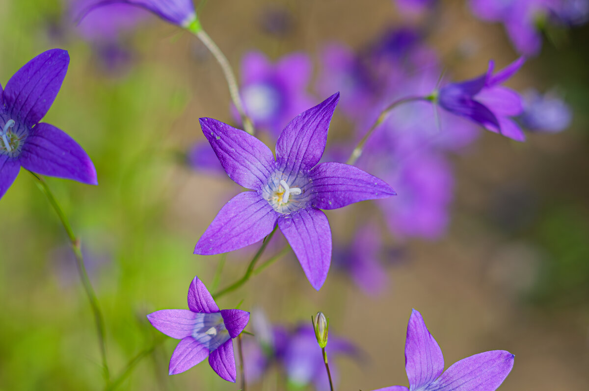 Дачная красота - Александр Филатов