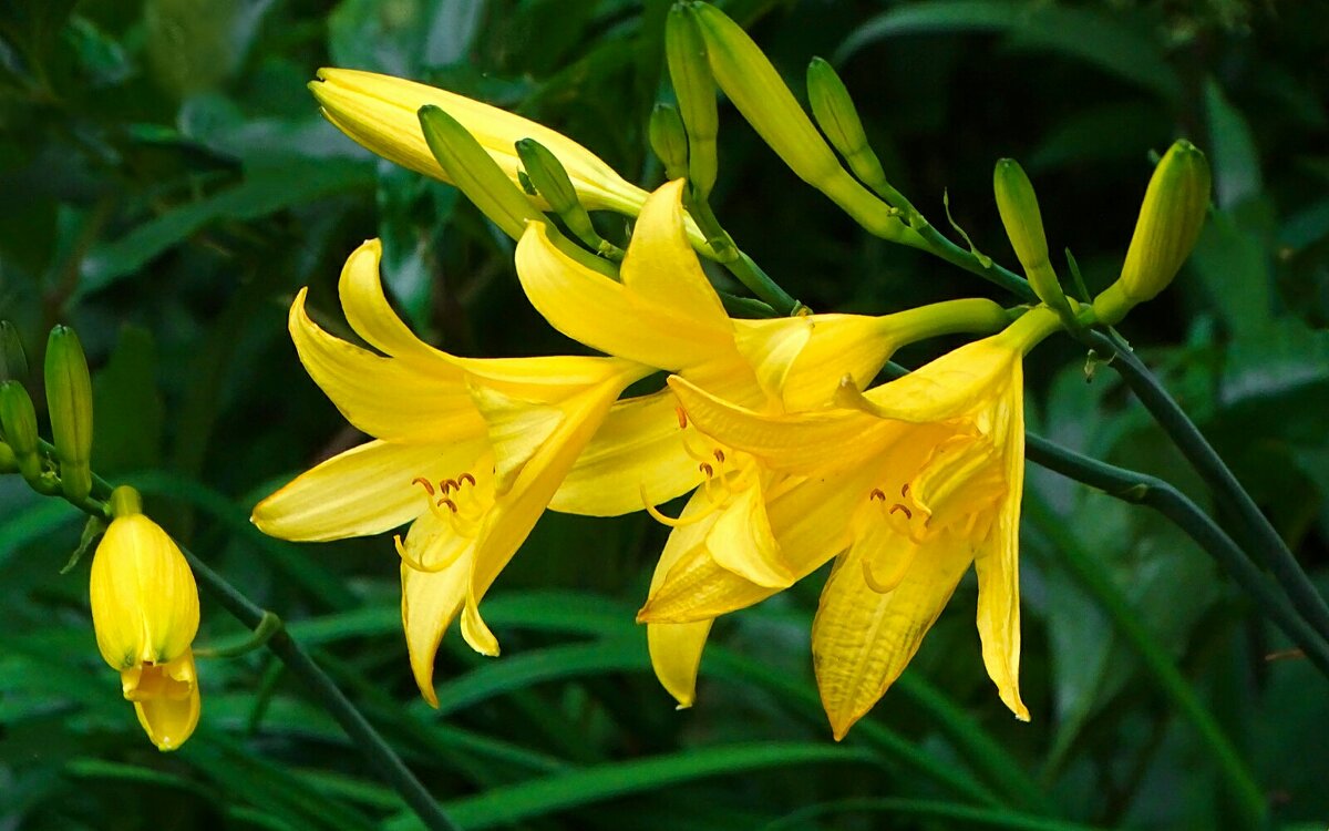 Цветы на городских клумбах. - Милешкин Владимир Алексеевич 