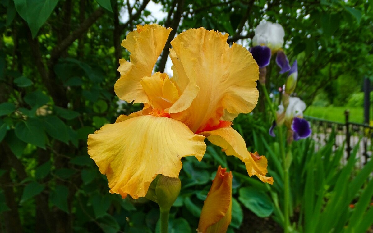 Цветы и лето. - Милешкин Владимир Алексеевич 