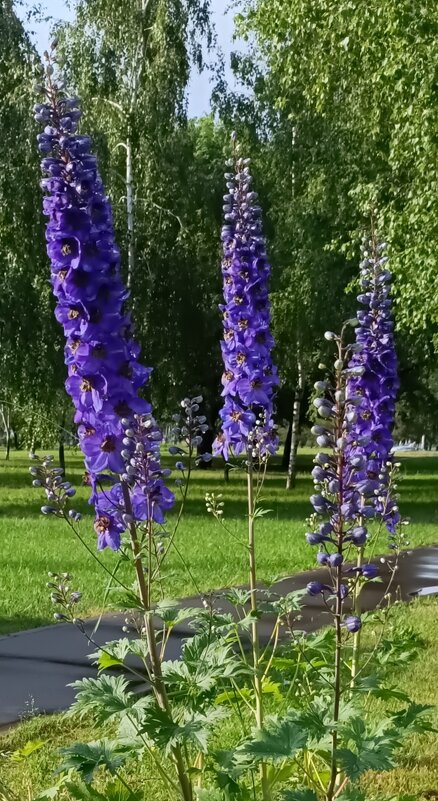 июнь - Галина R...