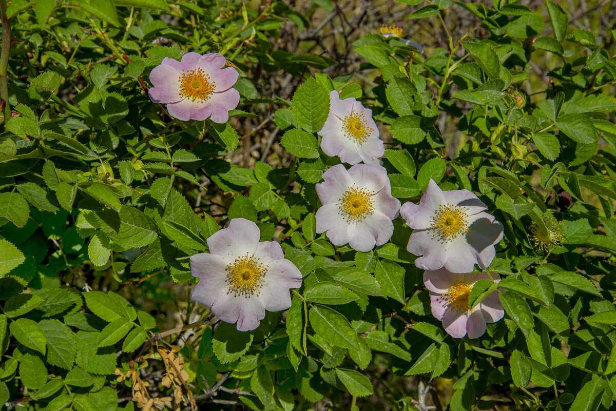 Шиповник - Анатолий Чикчирный