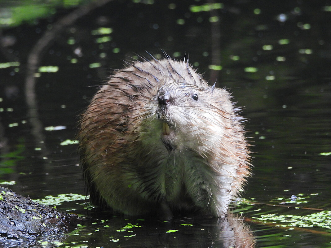 Ондатра - Лина Ондатра - Лина