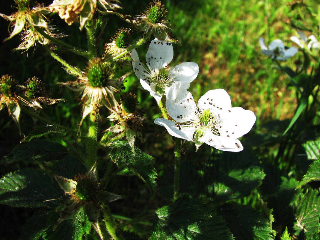 Ежевика - Людмила Смородинская