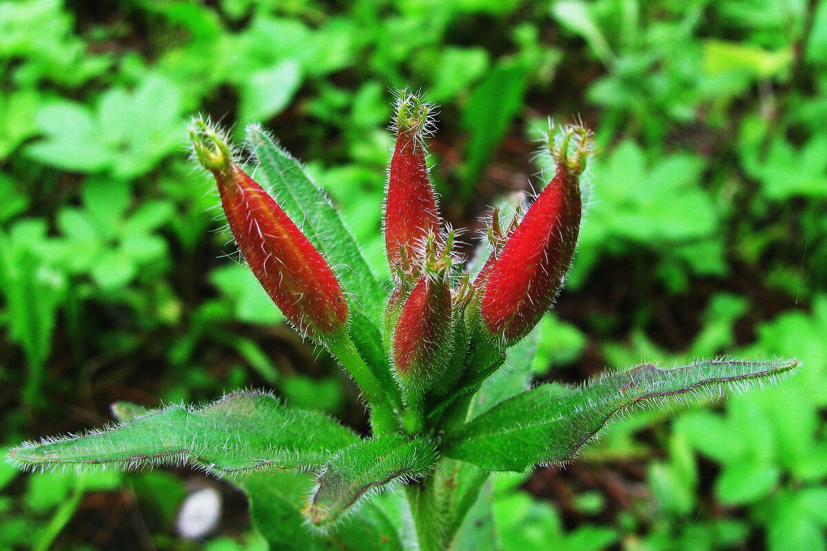 Инопланетяне - Людмила Смородинская