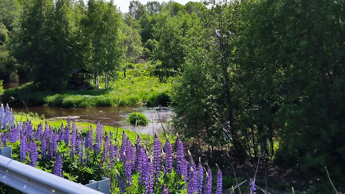 Люпин у реки. - Ольга 