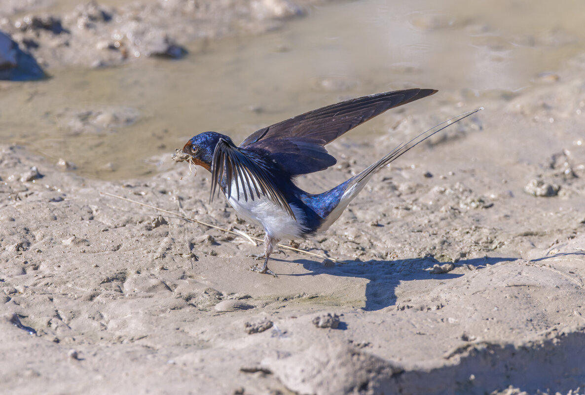 ласточки - юрий макаров