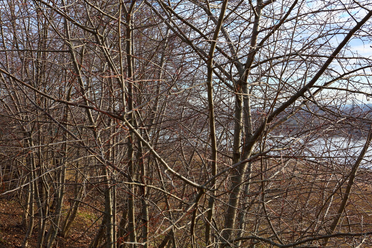 Назва. отсу. - Денис Безногов