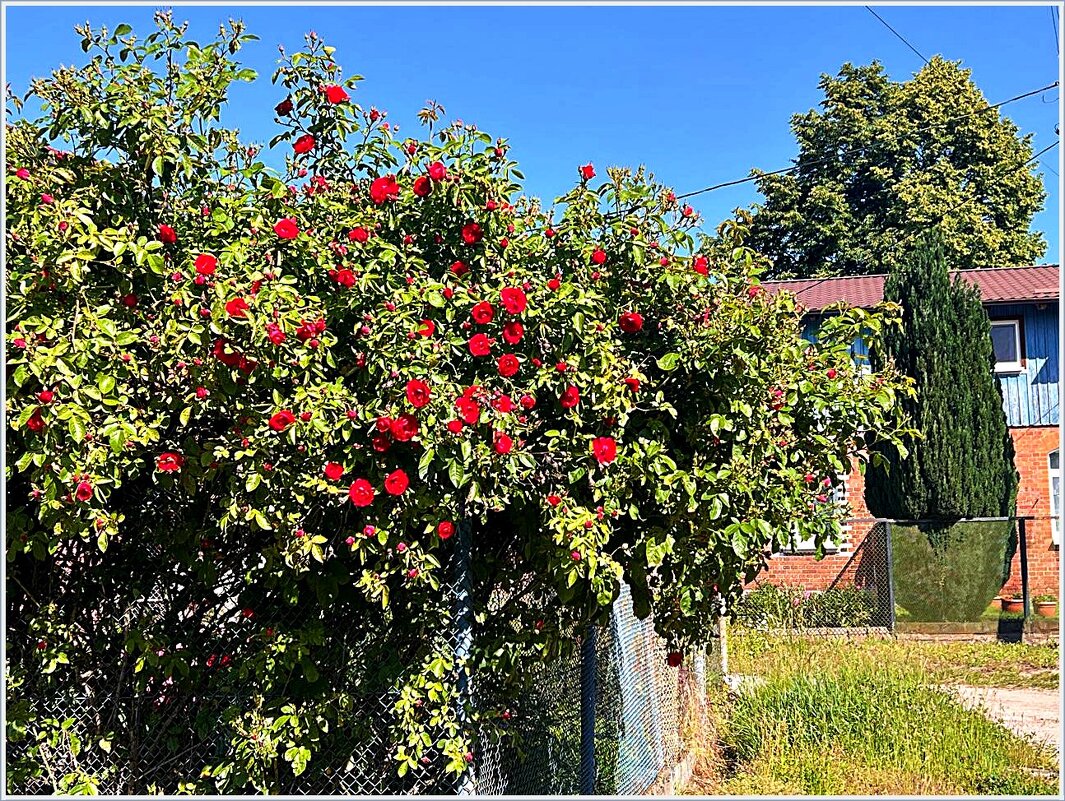 Палисаднички Гвардейска. - Валерия Комова