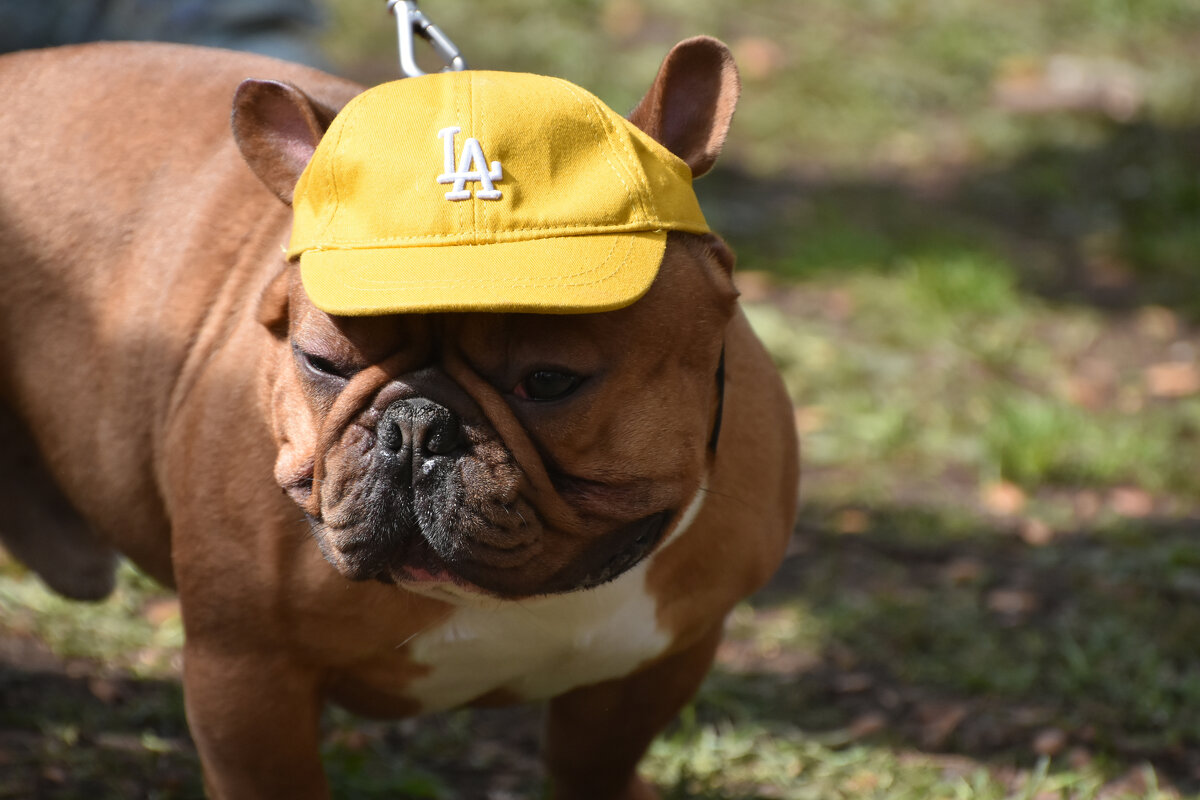 Москва. Парад французских бульдогов в усадьбе «Воронцово». - Наташа ***** Москва. Парад французских бульдогов в усадьбе «Воронцово». - Наташа *****