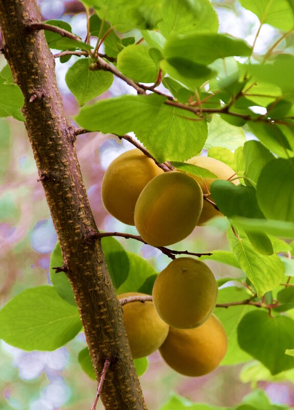 Июнь - Павленко Михаил 