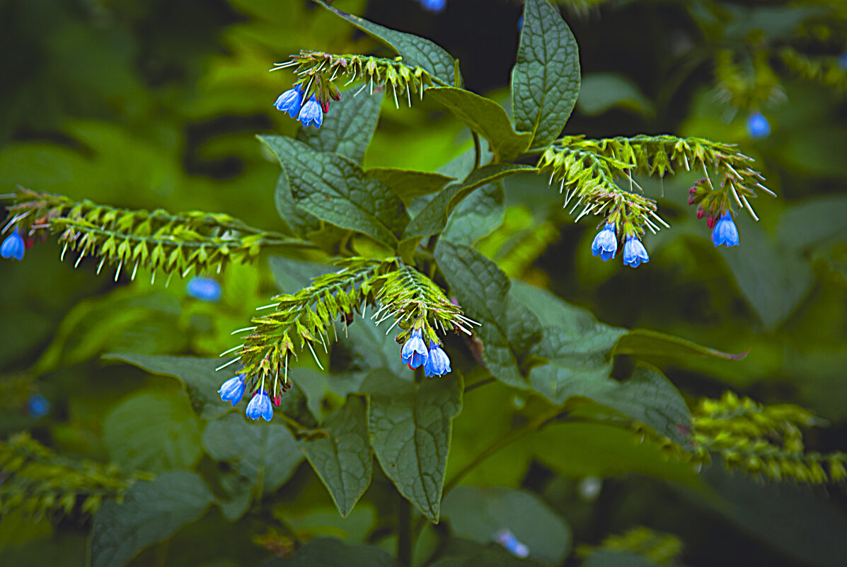 Синие колокольчики - Владимир Кроливец Синие колокольчики - Владимир Кроливец