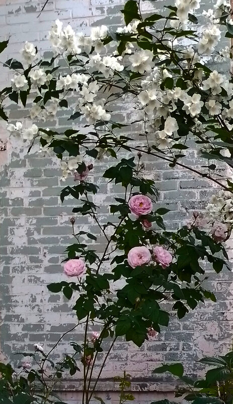 *** - Валентина Береснева