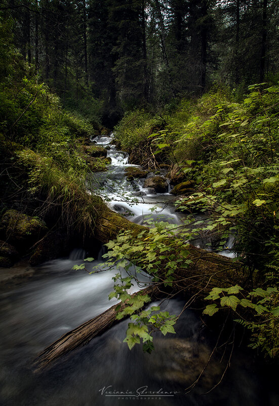 Лесной ручей - Вениамин Скородумов