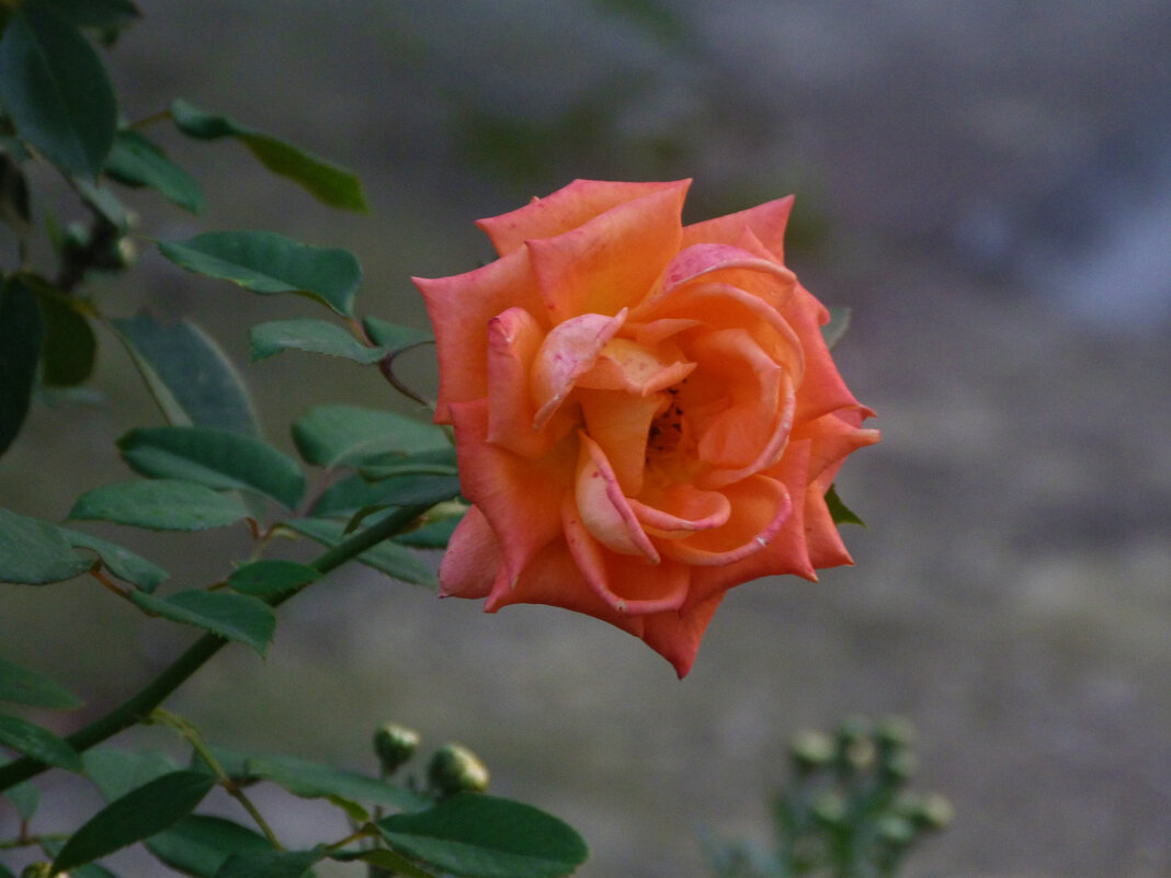 Оранжевая  роза,Флорибунда - Валентин Семчишин