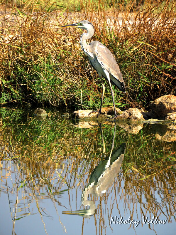 Серая цапля - Николай Волков