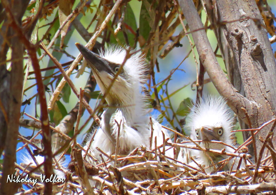 Подросшие птенцы египетской цапли - Николай Волков