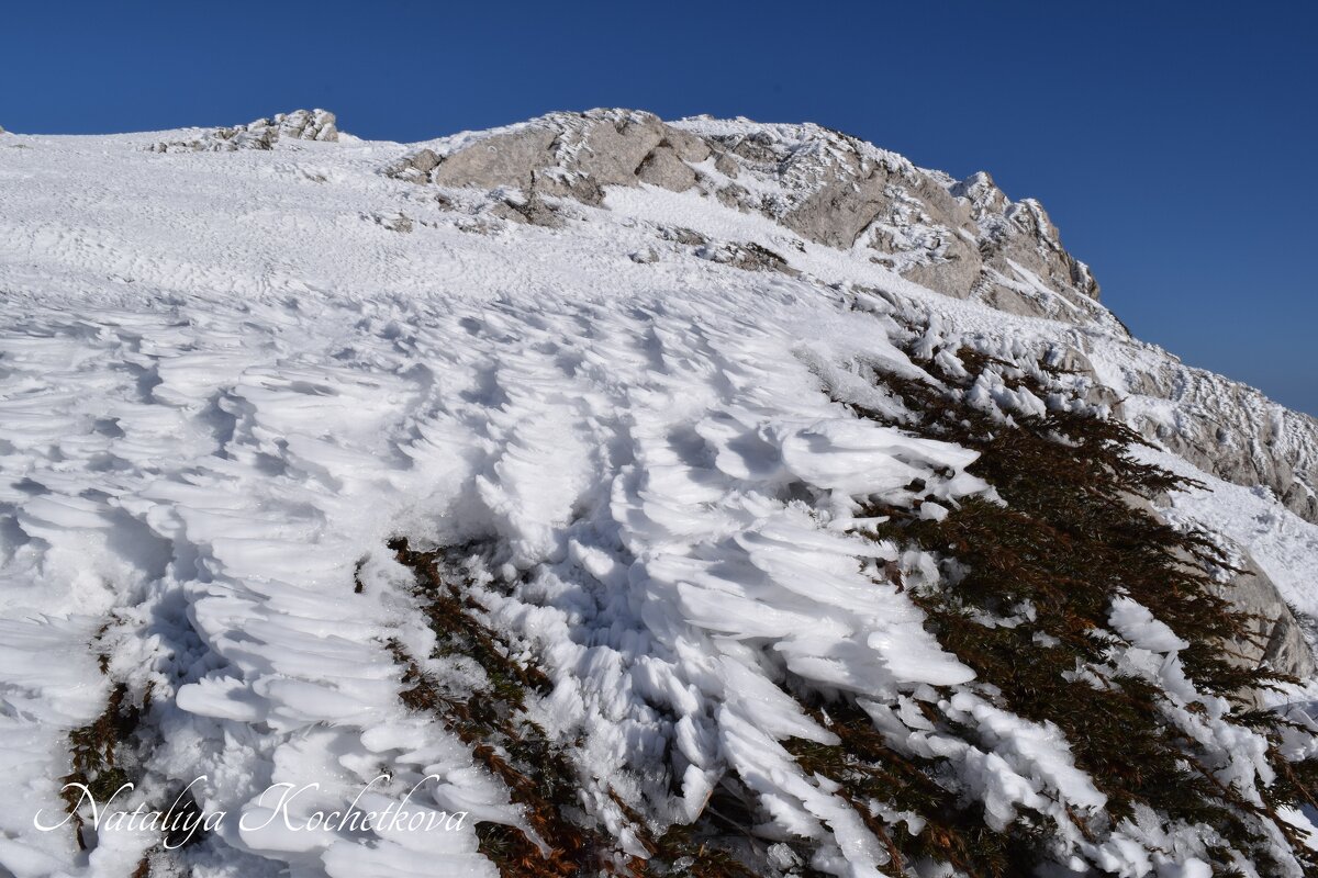 Природа Крыма - Amazing Cosmea