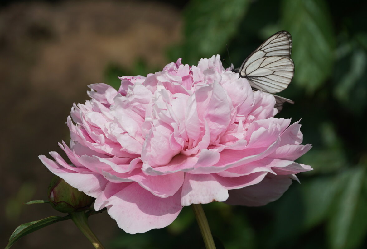 Бабочка на пионе - Наталия Григорьева