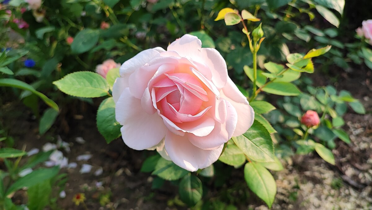 ,,, - Сергей Тимоновский ,,, - Сергей Тимоновский