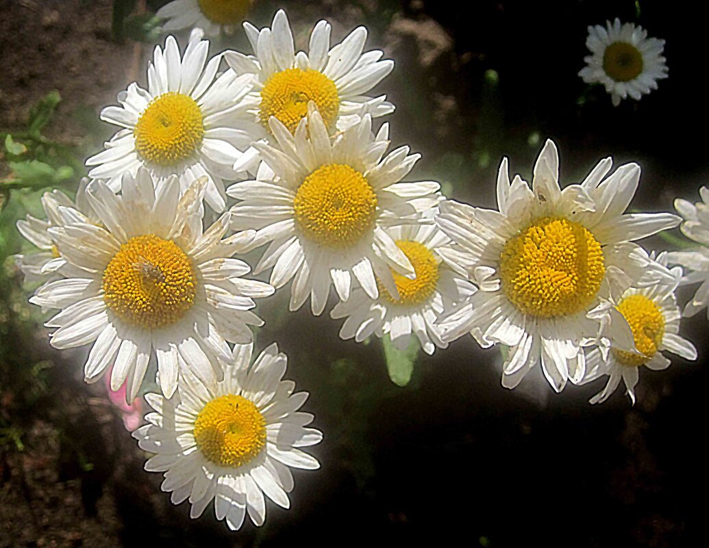 Летние - Елена Семигина