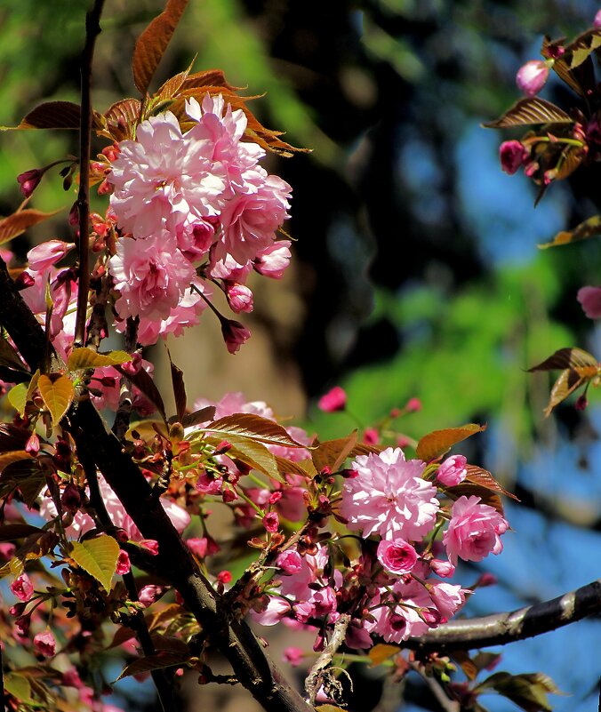 Цветущая весна - Роман Савоцкий