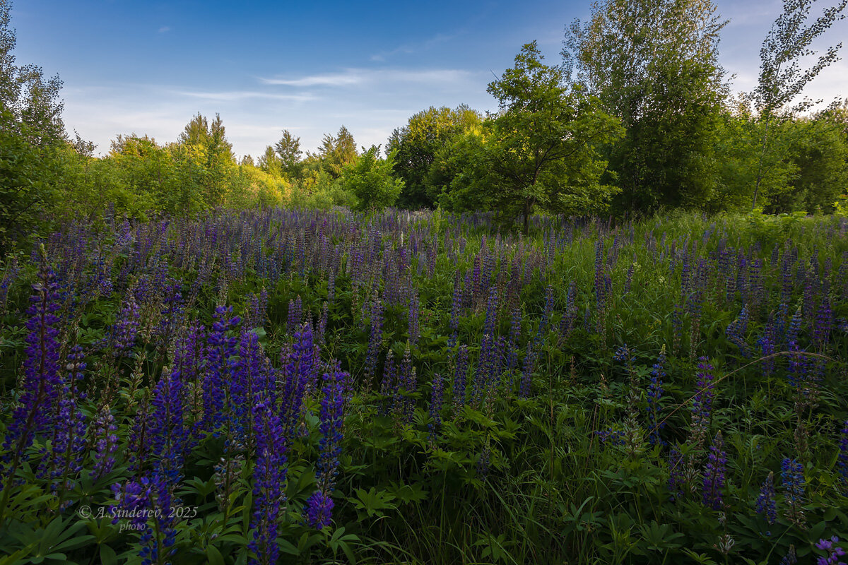 Люпиновый пейзаж - Александр Синдерёв