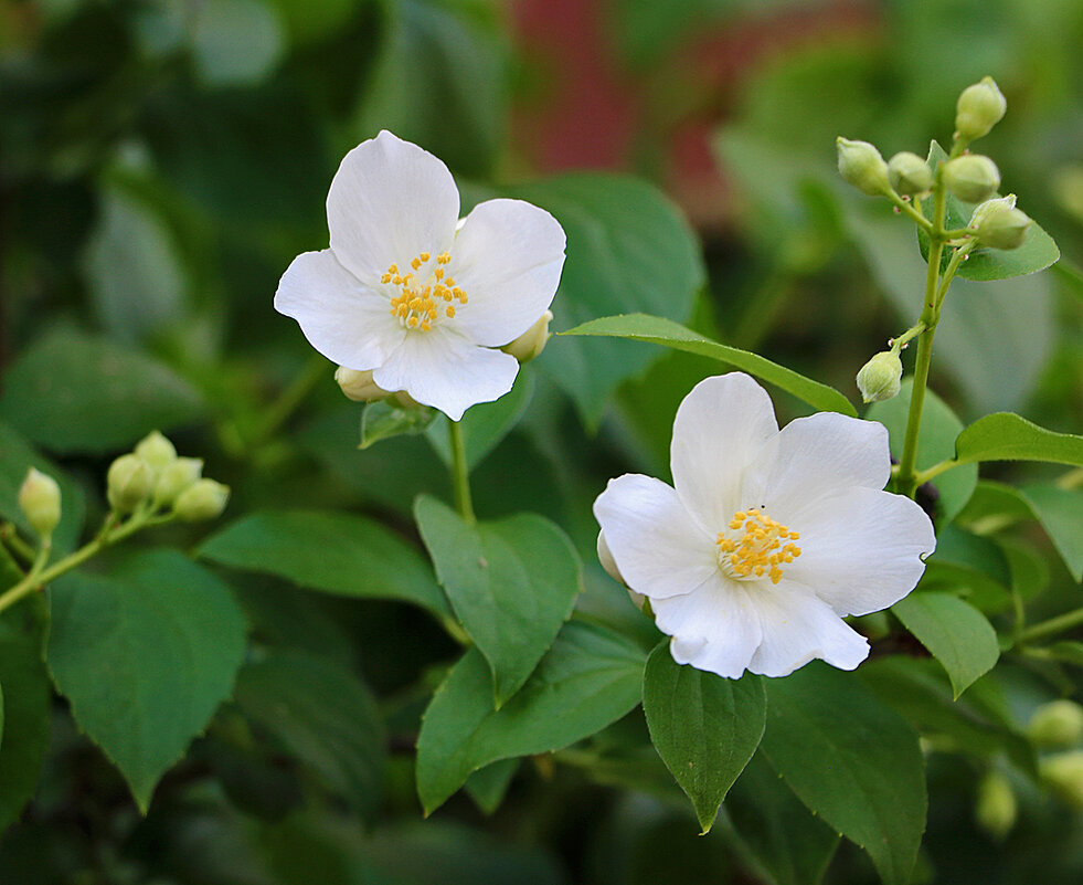 Парочка - Светлана Парочка - Светлана