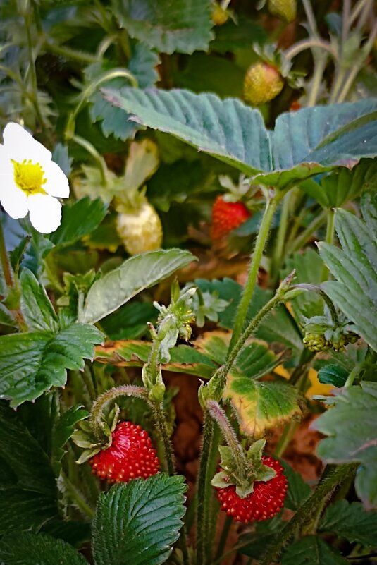 Земляника садовая. - Светлана Кузнецова