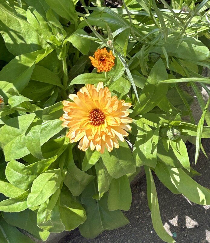 Календула - Oleg4618 Шутченко