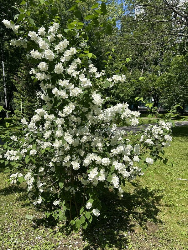 Куст чубушника - Oleg4618 Шутченко