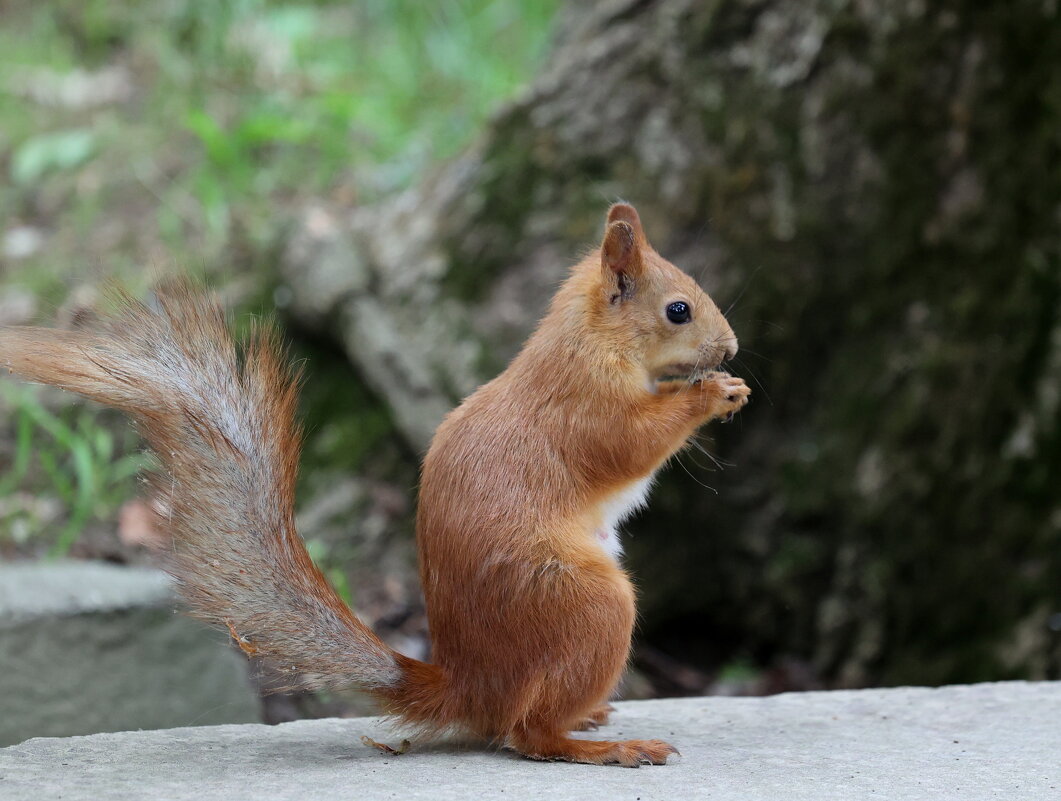 Завтрак вовремя. - Александр Кондаков Завтрак вовремя. - Александр Кондаков