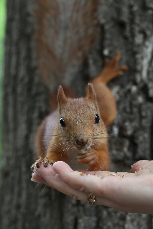 В глаза мне смотри! - Александр Кондаков