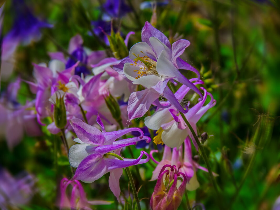 Аквилегия - Наталья Rosenwasser