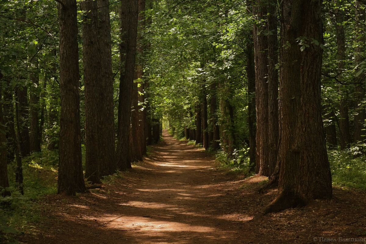 Аллея лиственницы - Pavel Blashkin Аллея лиственницы - Pavel Blashkin