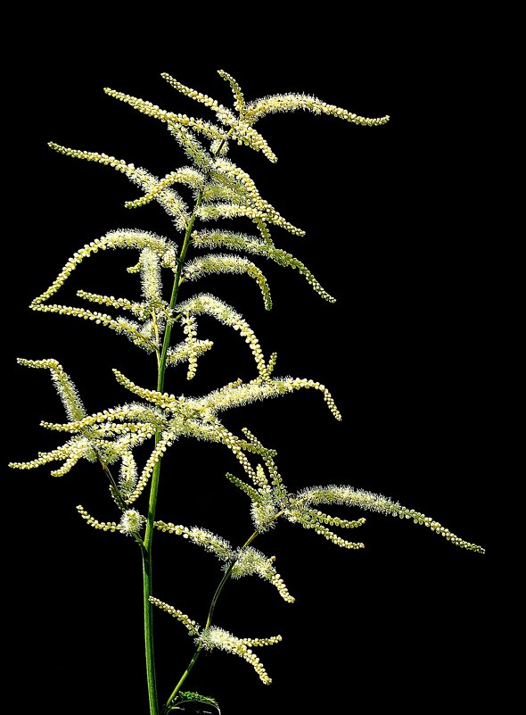 *** - Леонид leo