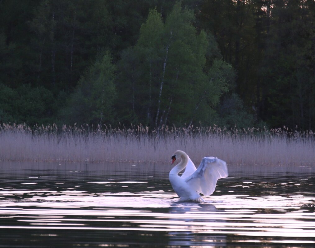 В танце - liudmila drake