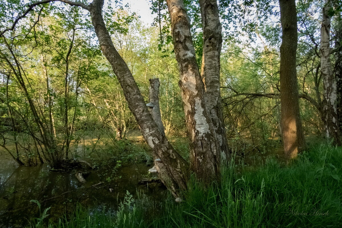 По заповеднику... - Николай Гирш По заповеднику... - Николай Гирш