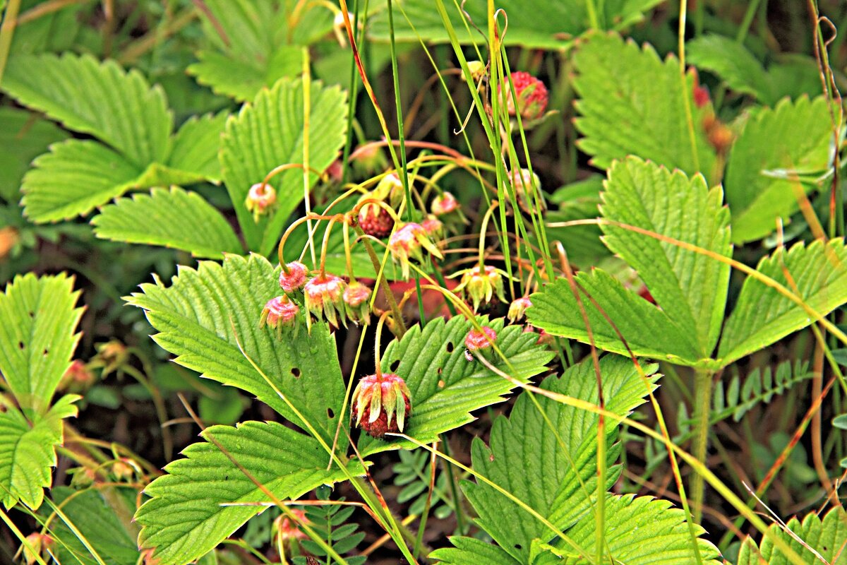 Луговая земляника - Евгений Корьевщиков