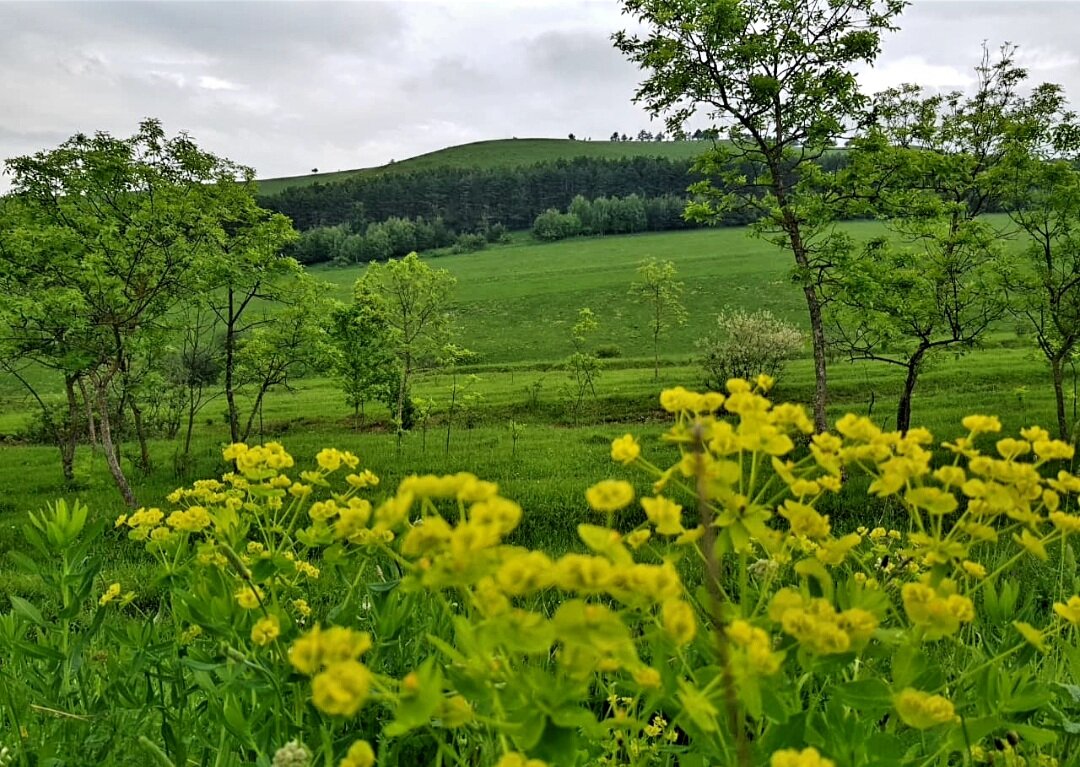 Молочай кипарисовый - Tata Wolf